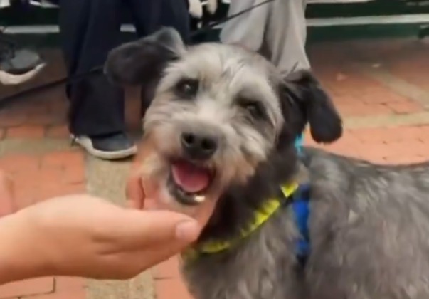 Iban por un cachorro, pero adoptaron a una perrita de 12 años: la historia de Kira