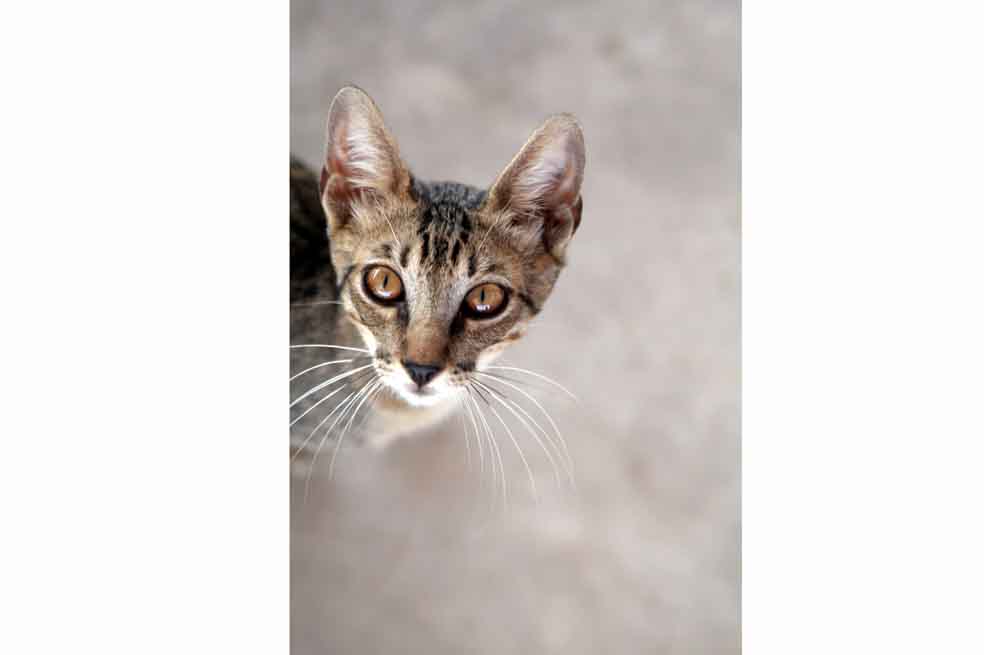 Así comenzó la amistad entre el gato y el hombre