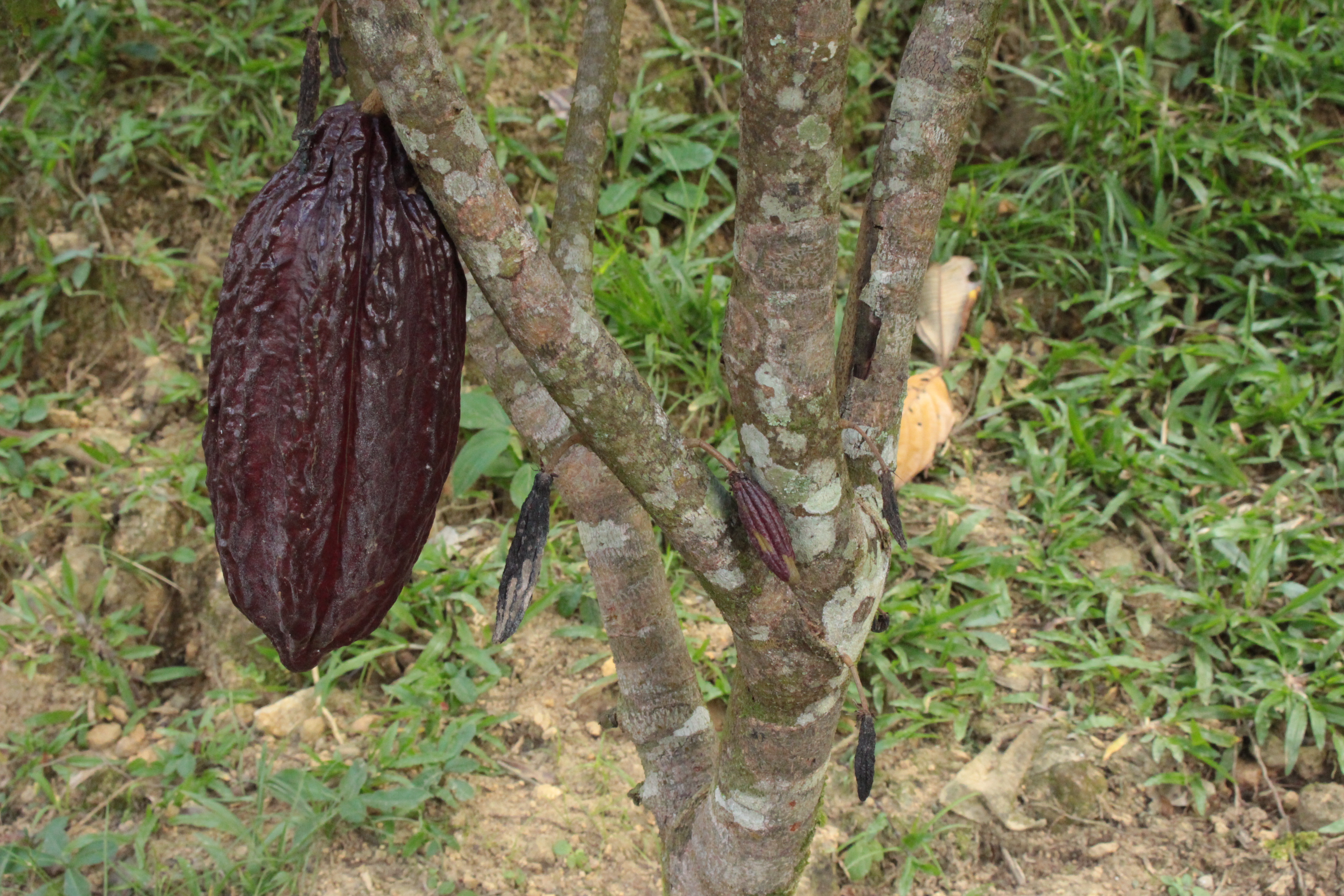 Hay más de 65.000 familias cacaocultoras en Colombia.