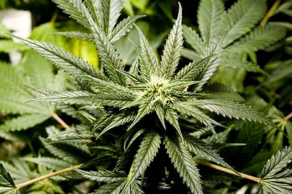 Incautan 1.600 kilos de marihuana que tenían la cara de Pablo Escobar y Osama Bin Laden