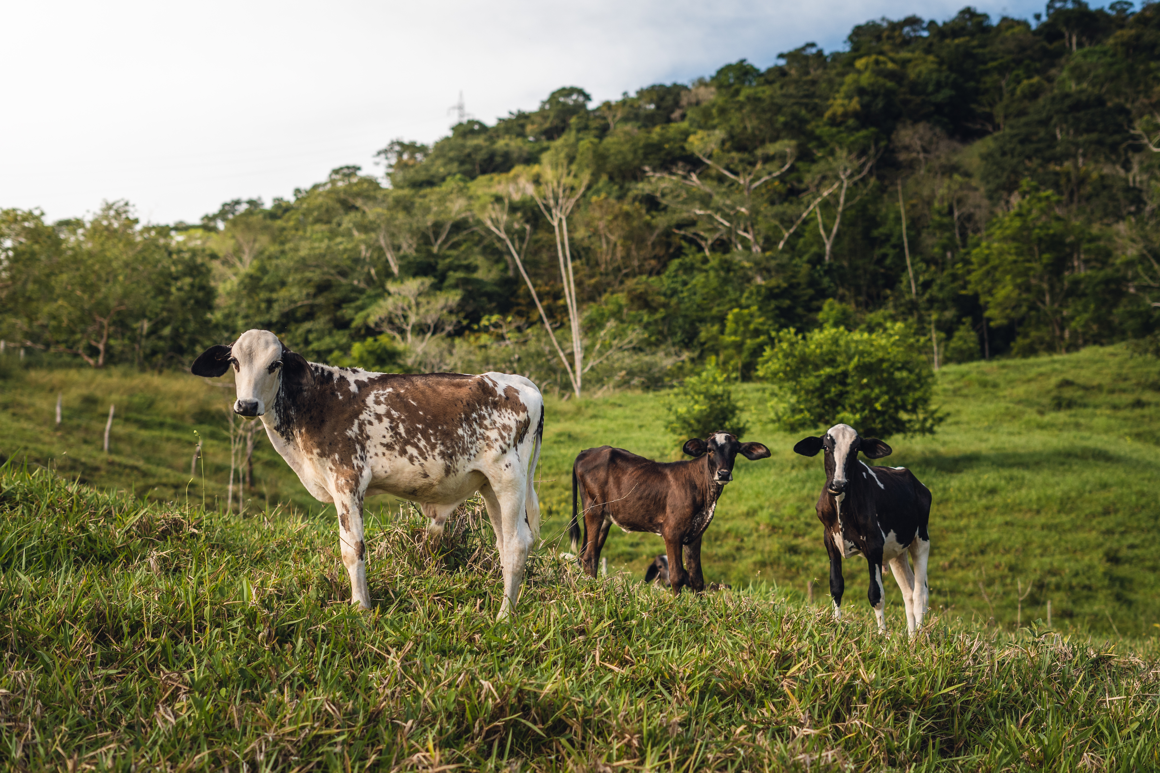 ¿Cómo avanza Colombia en la ganadería sostenible y la trazabilidad de sus productos?