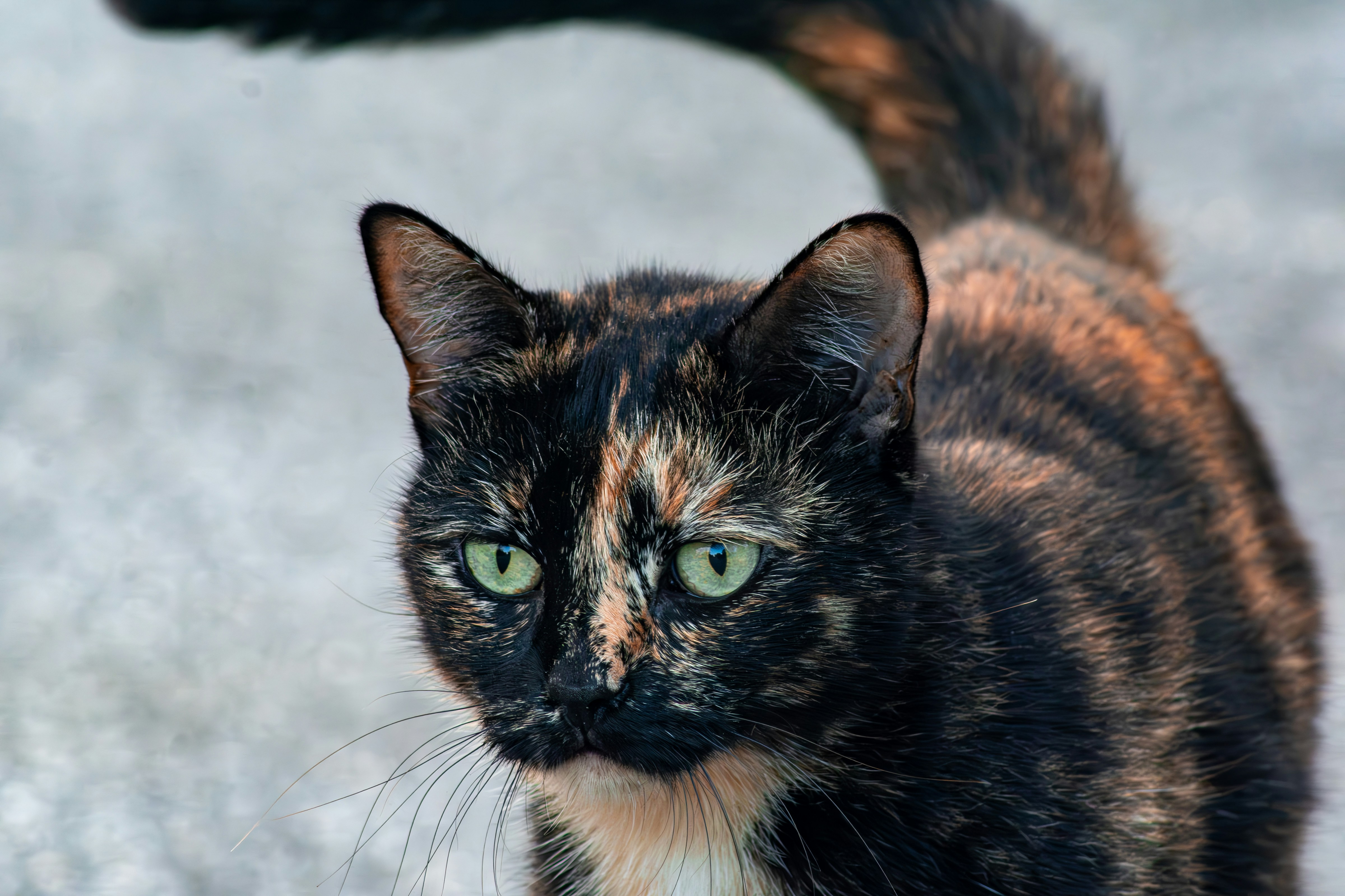 ¿Por qué es bueno tener un gato carey en casa?