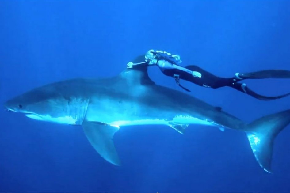 En febrero el video de esta mujer nadando junto a un tiburón blanco fue viral. Ella lamentaba que la gente viera al animal como una "maquina de asesinar".