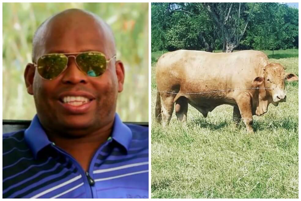 “Lagrimón es mi consentido”: la historia del robo del toro del «Tino» Asprilla