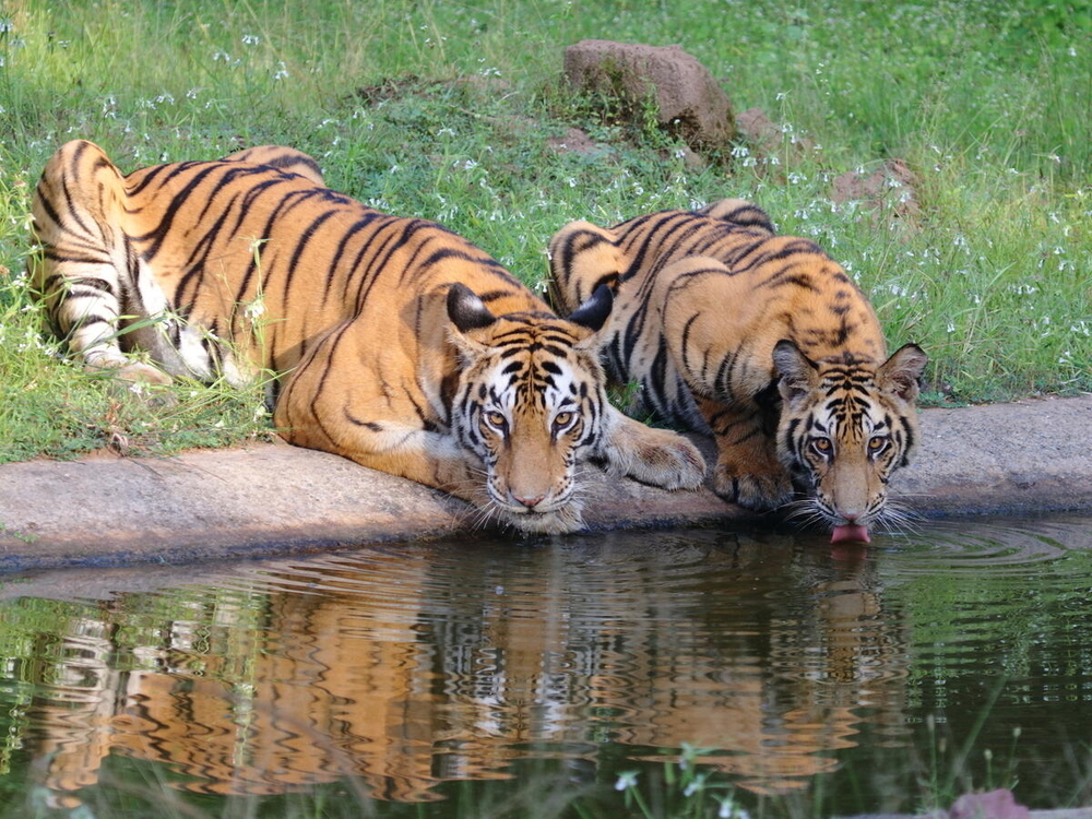 India aumentó la población de tigres en un 30 %, ¿cómo lo lograron?