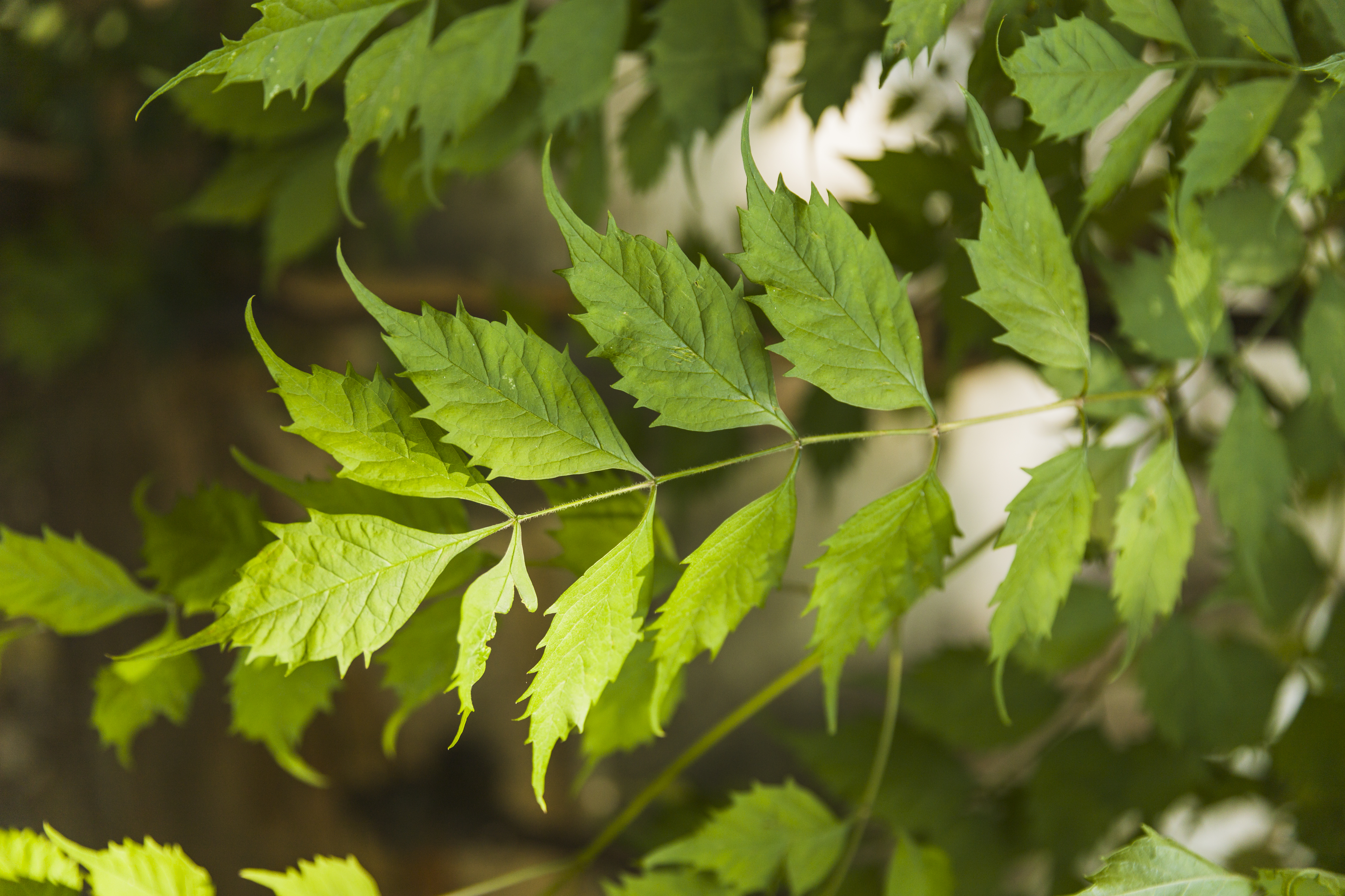 Productos derivados del árbol de neem: cuáles son y para qué sirven
