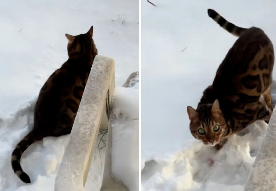 Casi paga 1.000 dólares al veterinario por una mancha rosa en la nieve: esto tenía su gato
