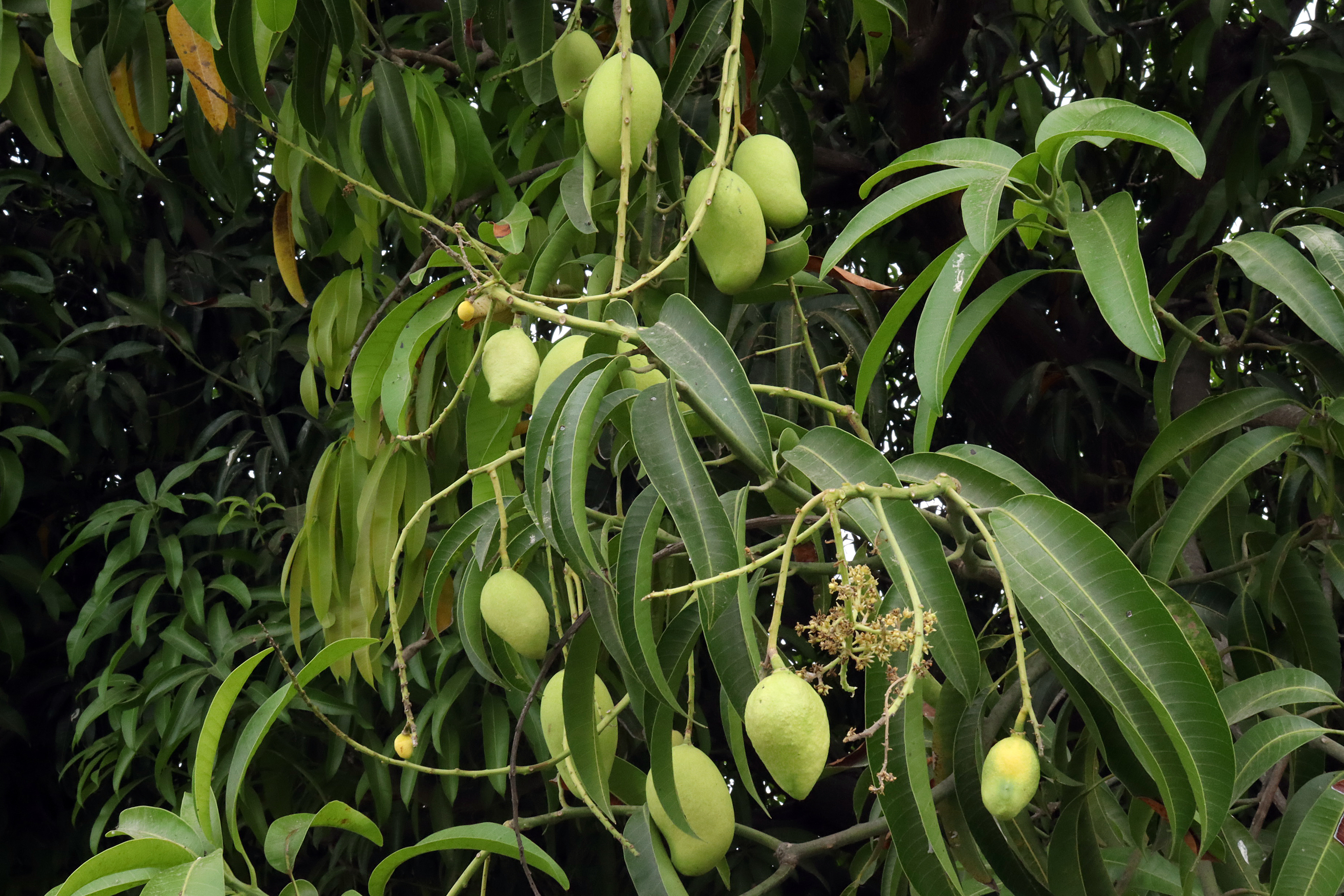 ¿Para qué sirve la hoja de mango? Beneficios y usos poco conocidos