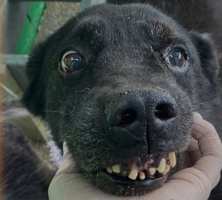 Calvin, el perro con la sonrisa más adorable de Medellín, busca un hogar
