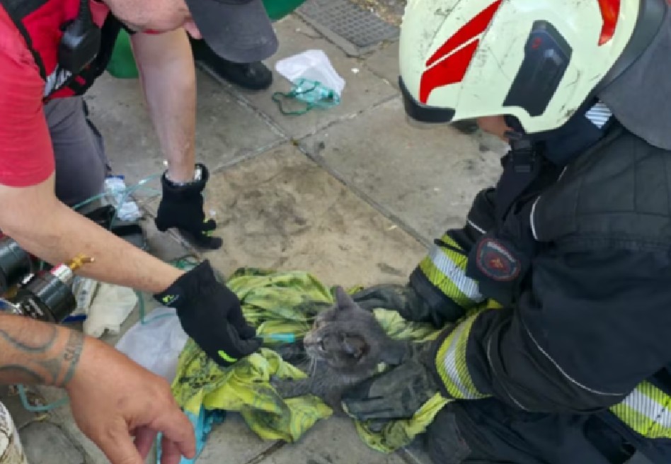 Así rescataron a un gato que quedó inconsciente en un incendio en Argentina