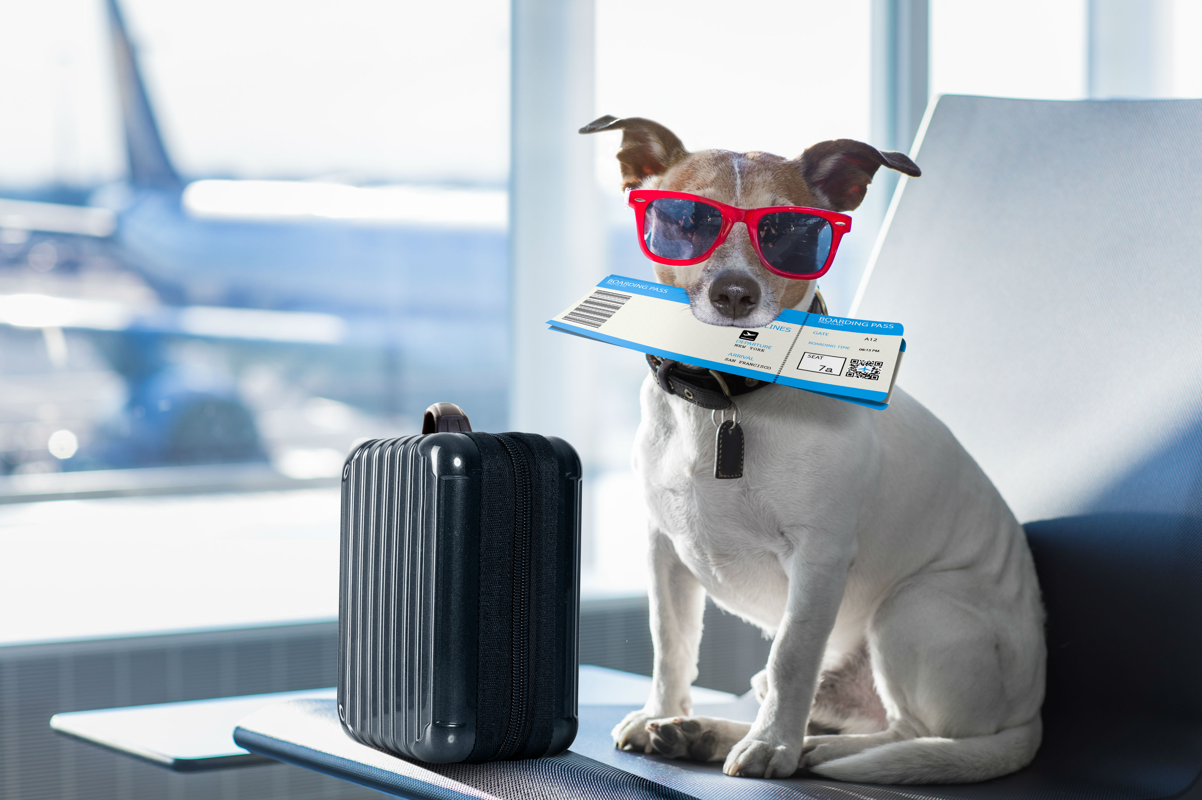 Cinco destinos pet friendly por excelencia