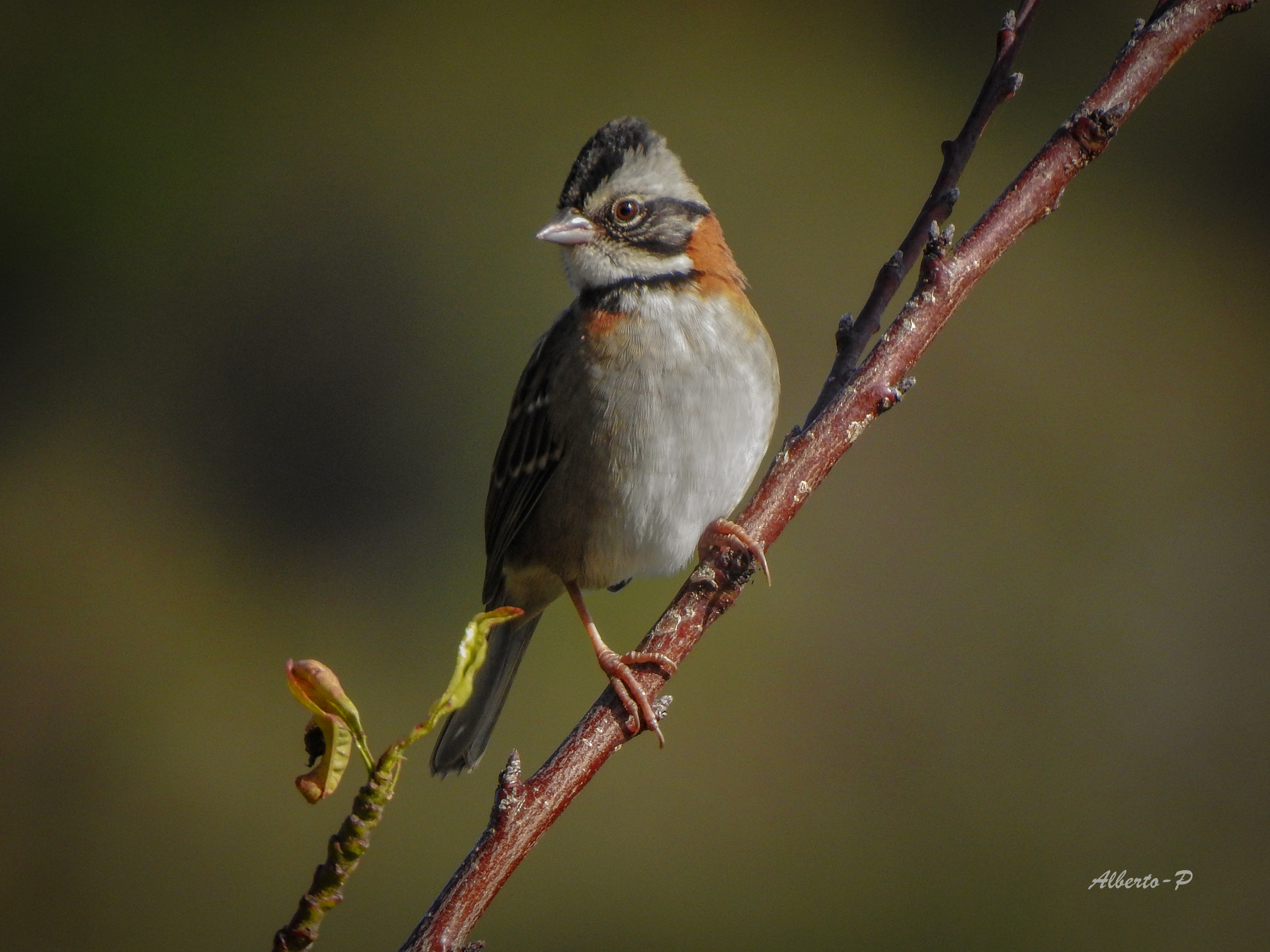 ¿Qué nos dice el canto de las aves sobre su inteligencia?