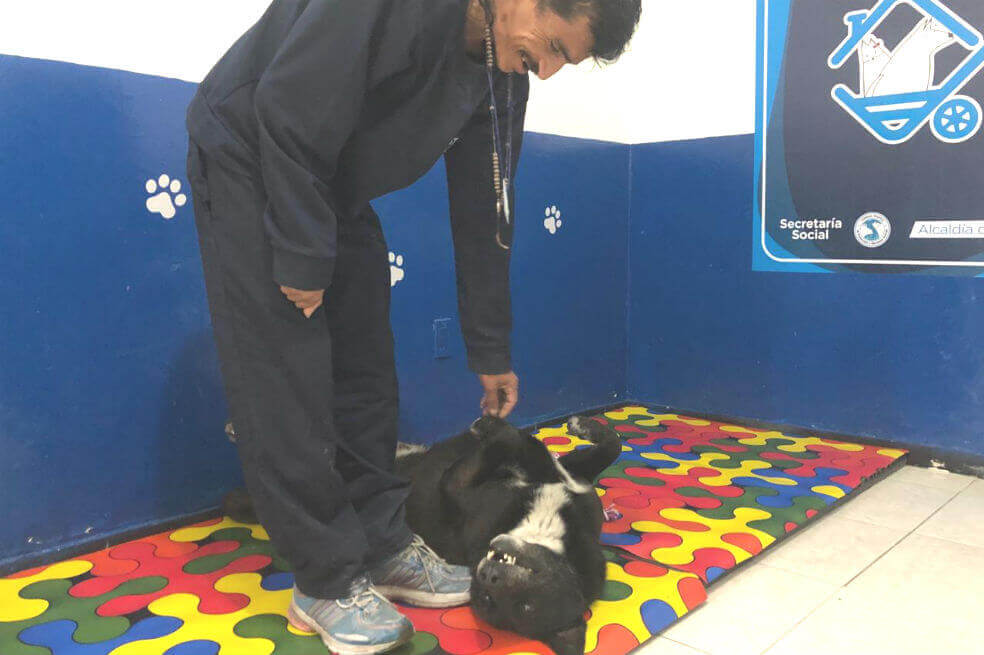 Habitantes de calle podrán estar con sus mascotas en hogar de paso en Bogotá