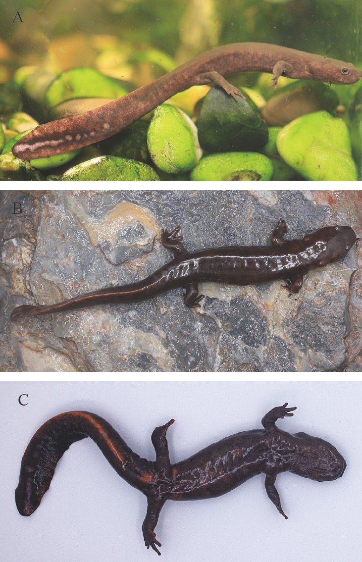 Detalles morfológicos de la nueva especie de salamandra.