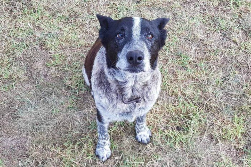 El perro anciano y ciego que protegió a una niña