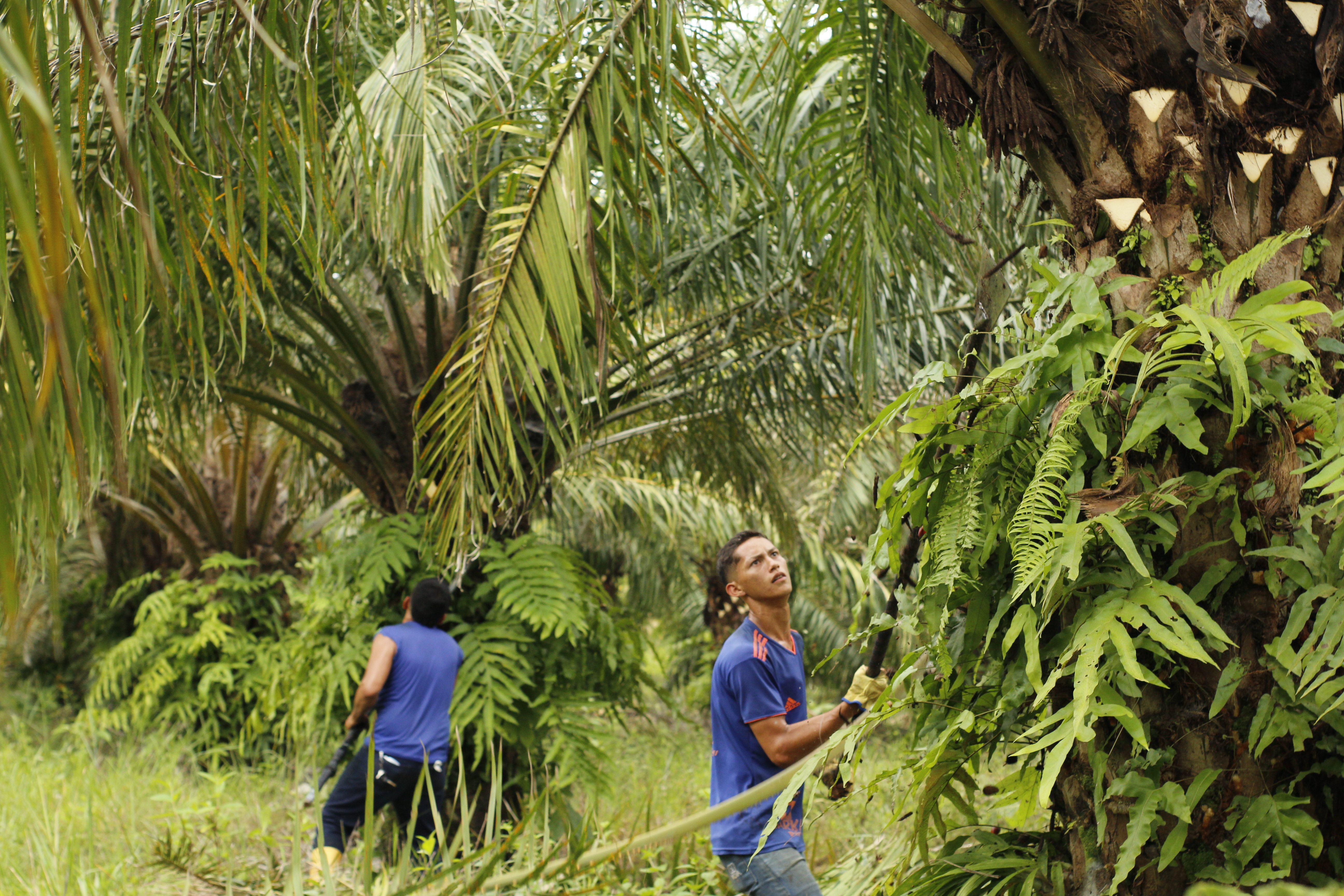 Compra de tierras: campesinos recibieron 62 títulos de propiedad en el Meta