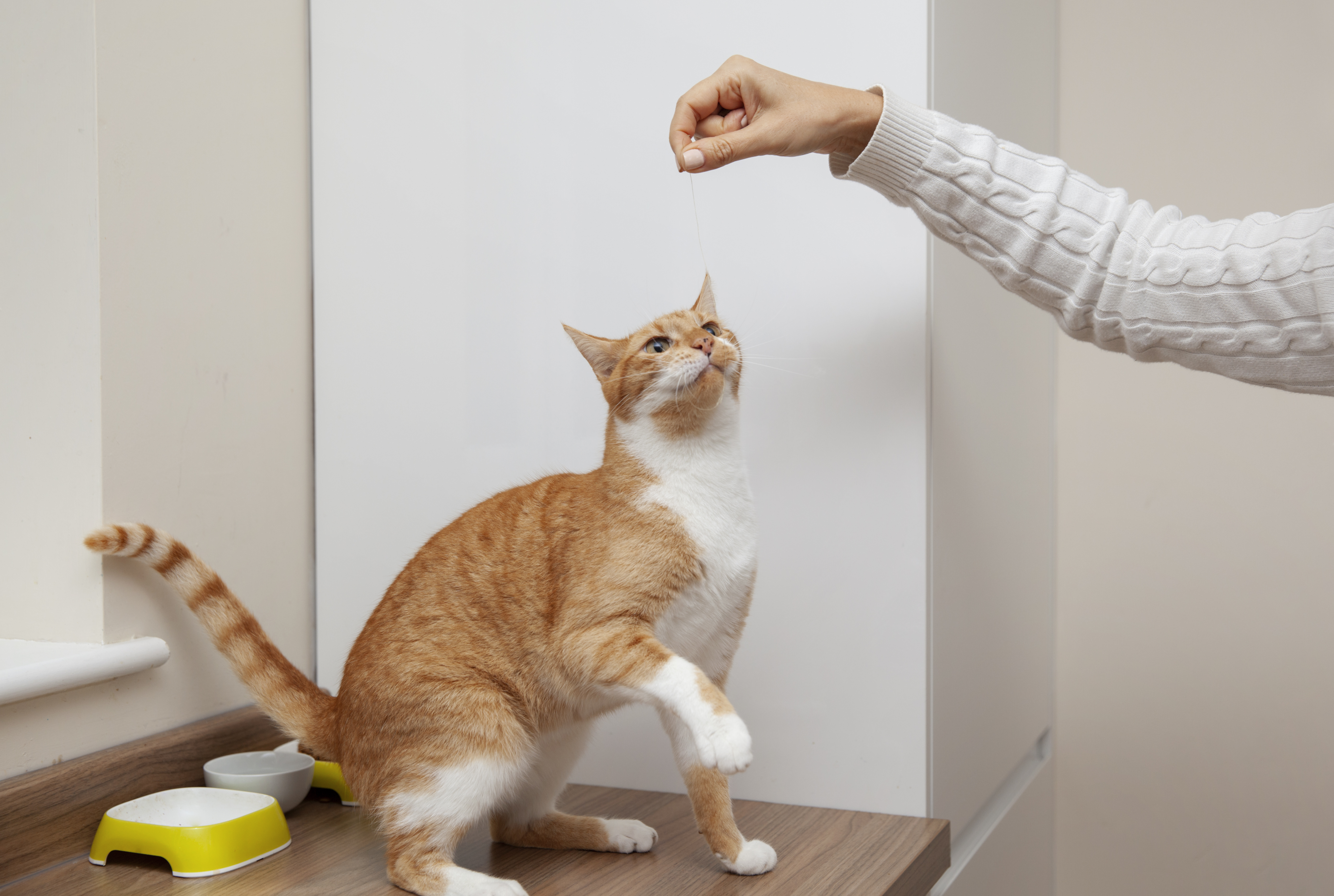 Cosas que refuerzan el vínculo entre los gatos y sus dueños