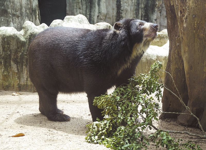  Así luce el oso Chucho en las instalaciones del zoológico de la capital del Atlántico.    / Fotos: Zoológico de Barranquilla
