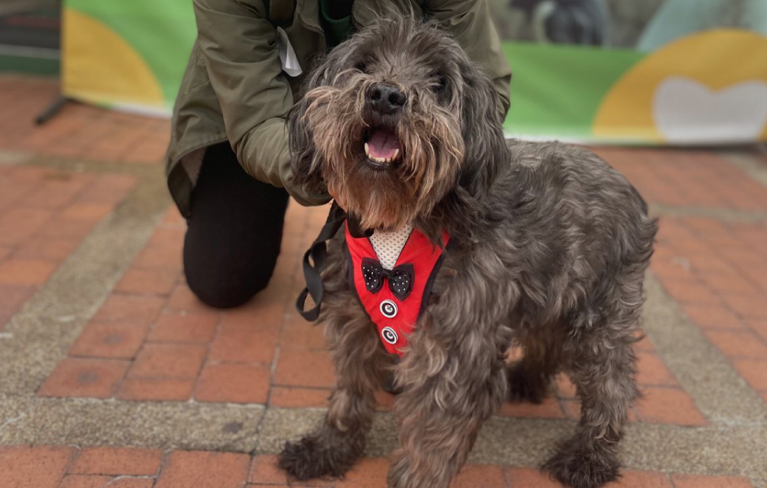 Gran jornada de adopción en Bogotá: más de 50 perros y gatos buscan hogar