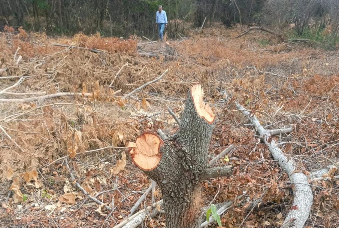 Autoridades ejercen sanciones a particular que taló 300 árboles en Cundinamarca