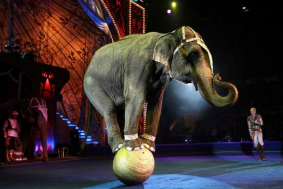 Circo Ringling de Nueva York eliminará actos con elefantes