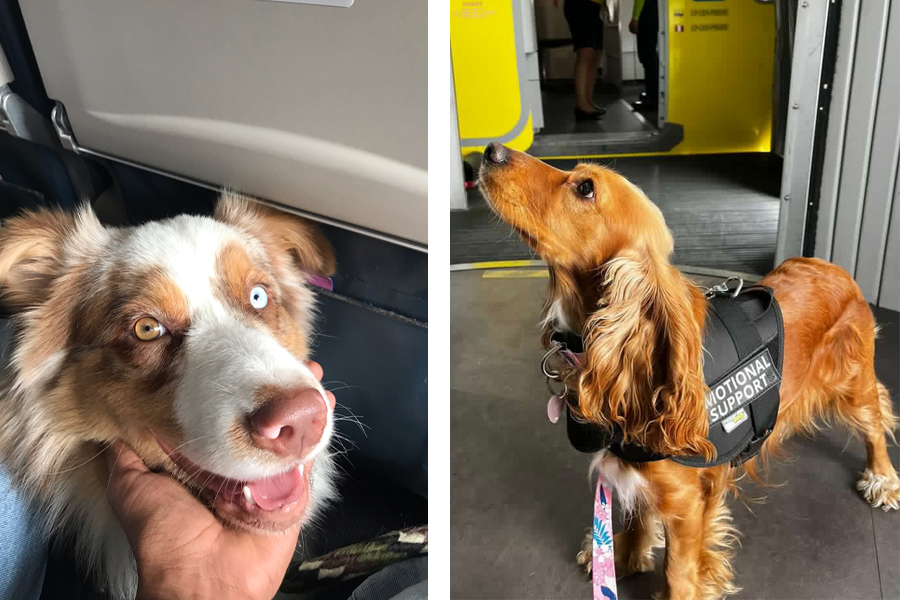 Animales de soporte emocional: ¿qué deben cumplir para volar en cabina?