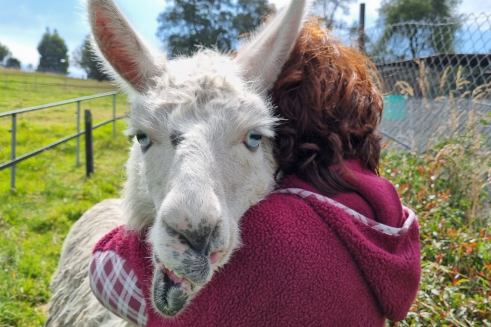 La nueva vida de tres llamas que fueron presuntamente maltratadas y explotadas en Bogotá