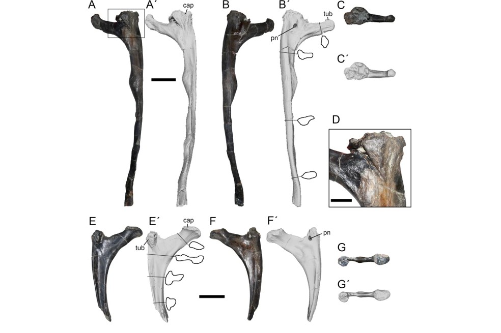 Restos fósiles del Megaraptor carnívoro.
