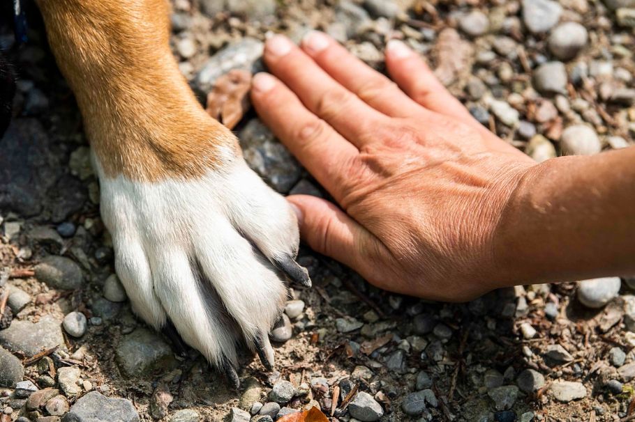 Expolicía es detenido y acusado por la muerte del perro de su expareja: esta es la historia