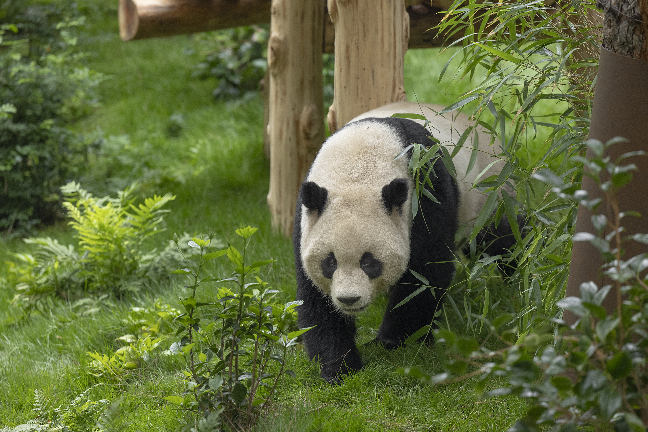 Antepasado del oso panda no siempre fue herbívoro