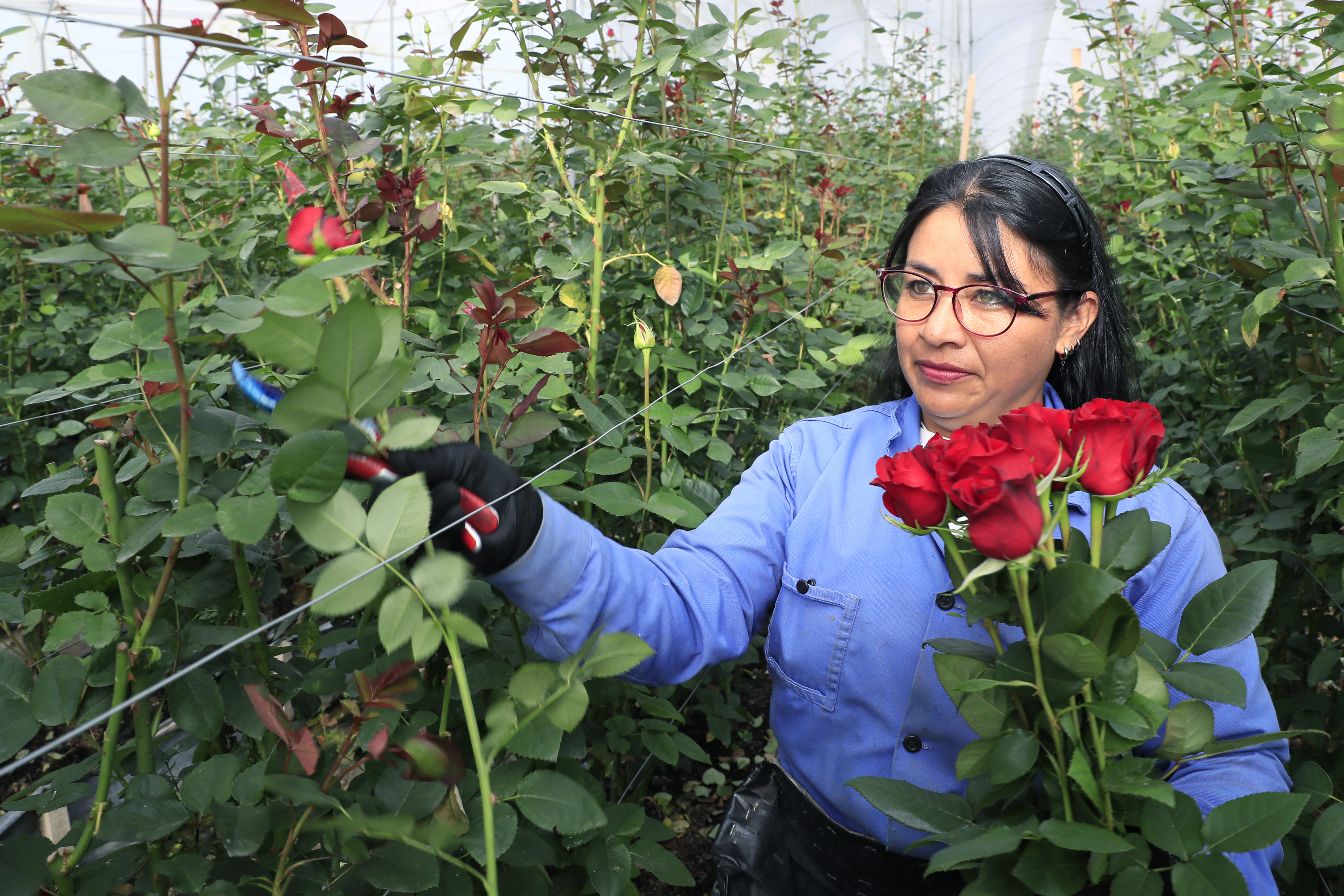 ACOMPAÑA CRÓNICA: COLOMBIA SAN VELNTÍN - AME8405. CHÍA (COLOMBIA), 12/02/2024.- Una mujer trabaja en la recolección de rosas el 31 de enero de 2024, en la hacienda Mongibello en Chía, Cundinamarca (Colombia). De los 700 millones de rosas que Colombia envía cada año a floristerías de todo el mundo por San Valentín, nuevas variedades han nacido de mezclas que resultan en colores morados, rosados o anaranjados, todos ellos especiales y únicos en el mundo. Las variedades de rosas colombianas que se exportan para ser regaladas en Estados Unidos, Japón, Canadá, Reino Unido o España, entre otros países, tienen derechos de propiedad intelectual a nombre de los creadores originales de las variedades, a los que la industria llama 'breeders' (criadores). EFE/ Carlos Ortega