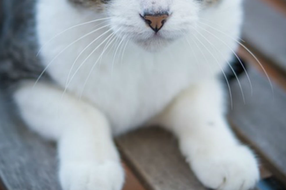 Tras terminar relación, sujeto en Bogotá maltrató a gato de su expareja