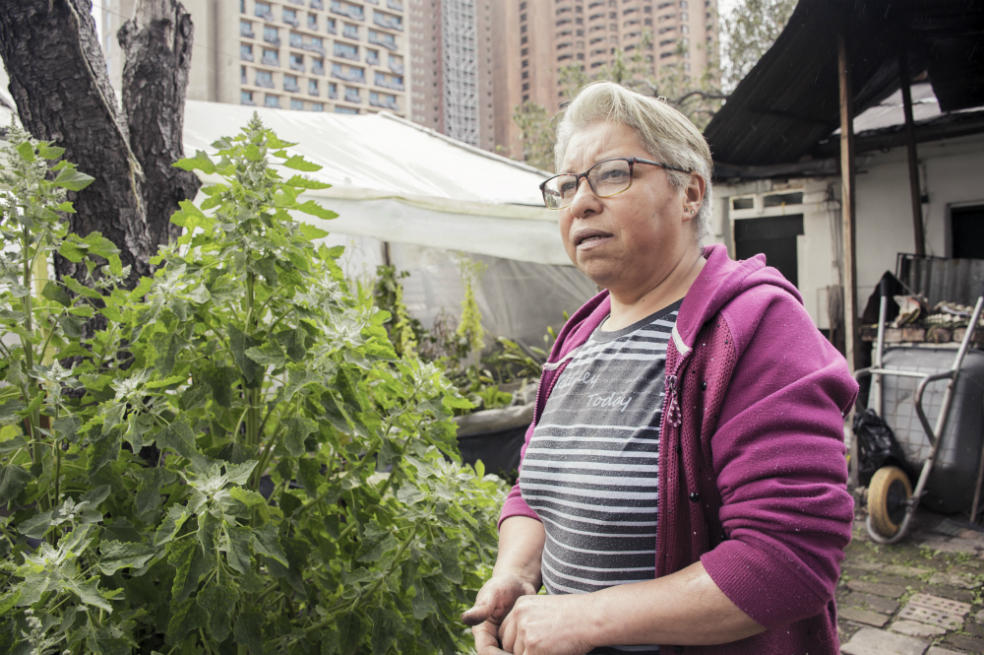 Helena Villamil, una agricultora urbana que tiene una huerta en el patio de su casa, en el barrio La Perseverancia, en Bogotá, en el centro internacional. / David Rubio - Agencia Anadolu.
