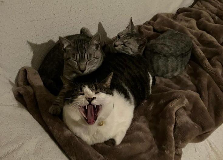 La historia del reconocido artesano que busca a sus gatos tras el terremoto en Japón
