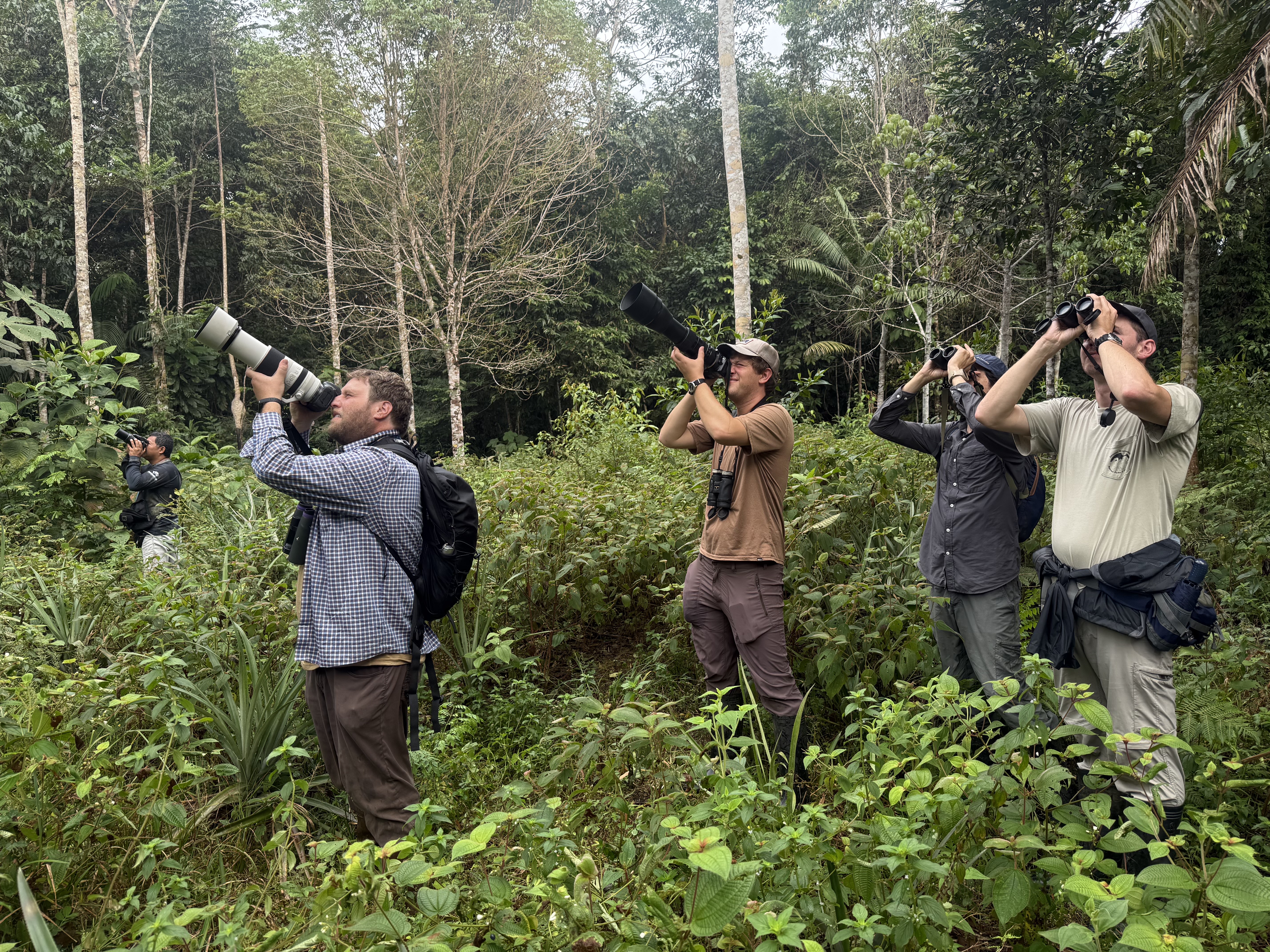 De acuerdo con cifras locales, Colombia podría recibir aproximadamente 14.978 observadores de aves cada año.