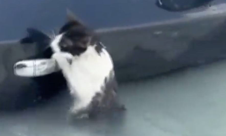 (Video) Rescatan a pequeño gato atrapado en las inundaciones de Dubai