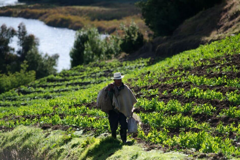 El COVID-19 también desafía sostenibilidad alimentaria global