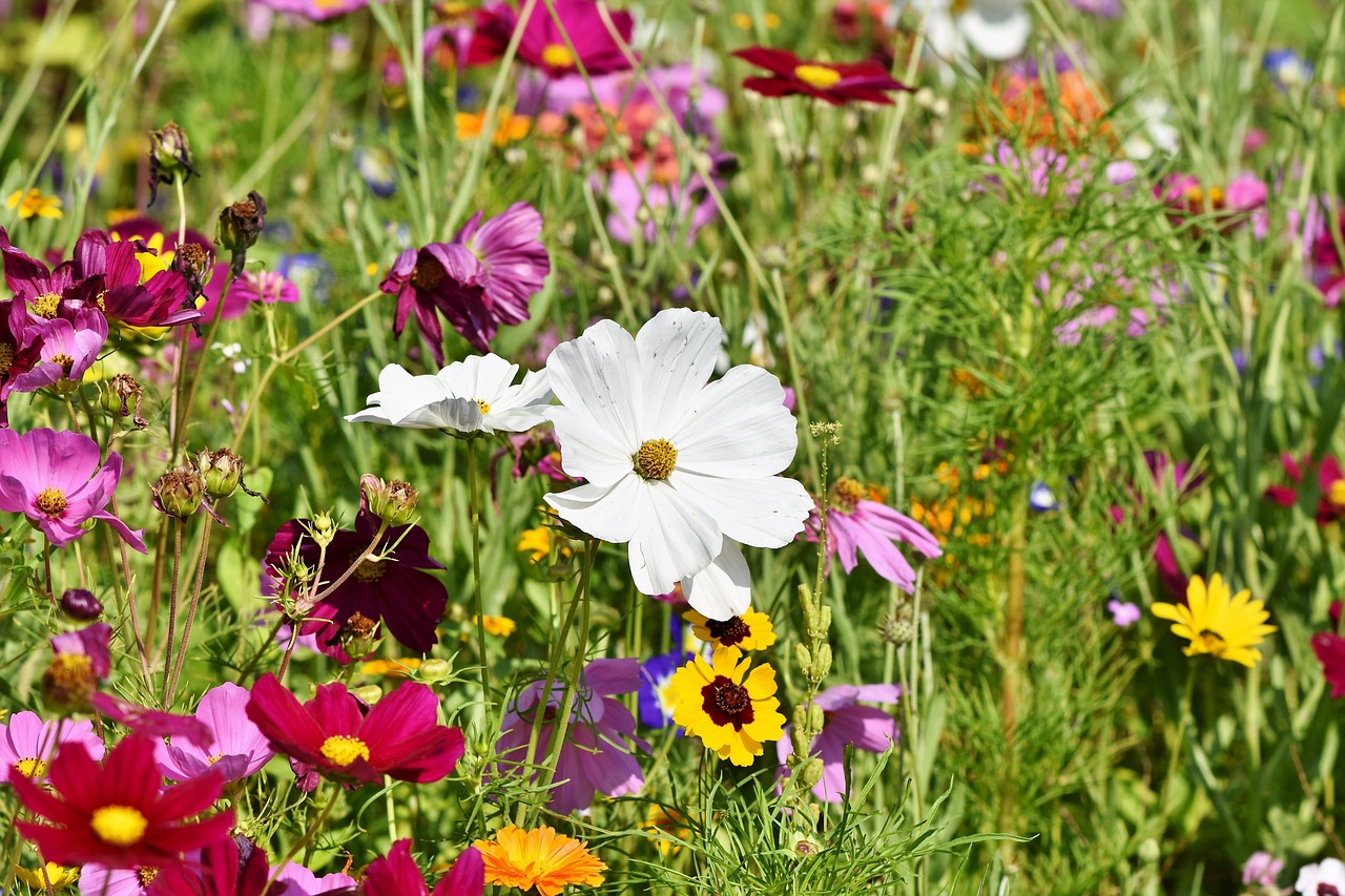 ¿Cuánto sol necesita su jardín dependiendo del cultivo? Encuentre el equilibrio