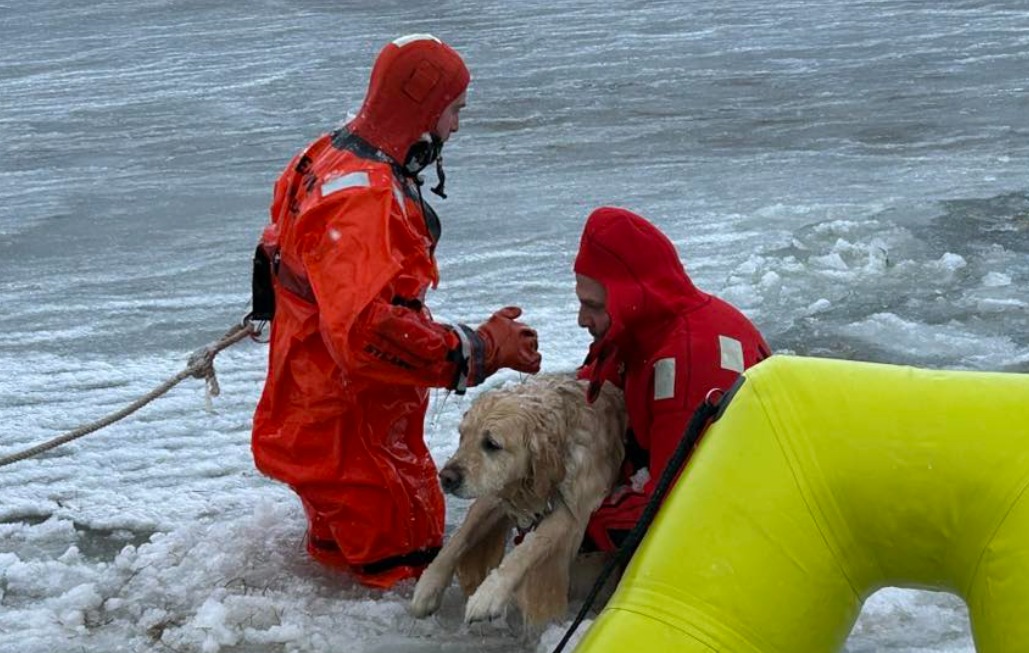 Dramático rescate: bomberos salvaron a un perro atrapado en un estanque con hielo