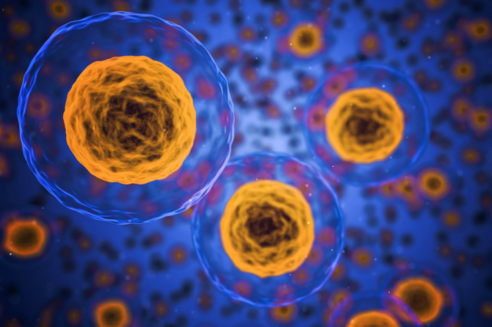 Científicos descubren nuevo órgano humano que podría ayudar a entender el cáncer