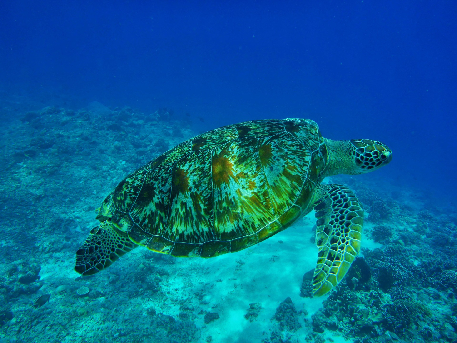 Las islas Gili, en el norte de Lombok, en Indonesia, son conocidas como la "Capital mundial de las tortugas".