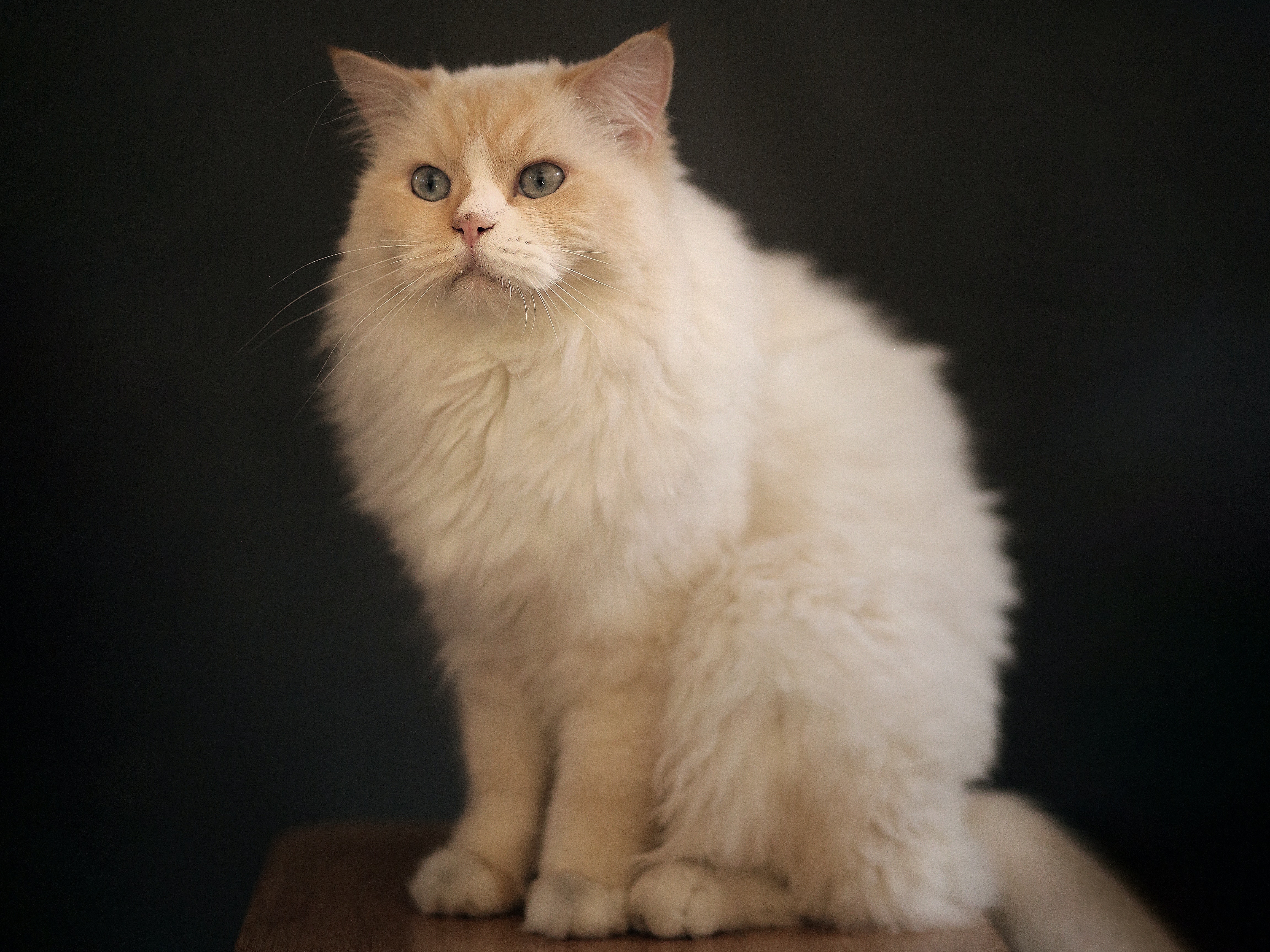 Ragdoll: ¿por qué es uno de los gatos más tranquilos, cariñosos y sociables?