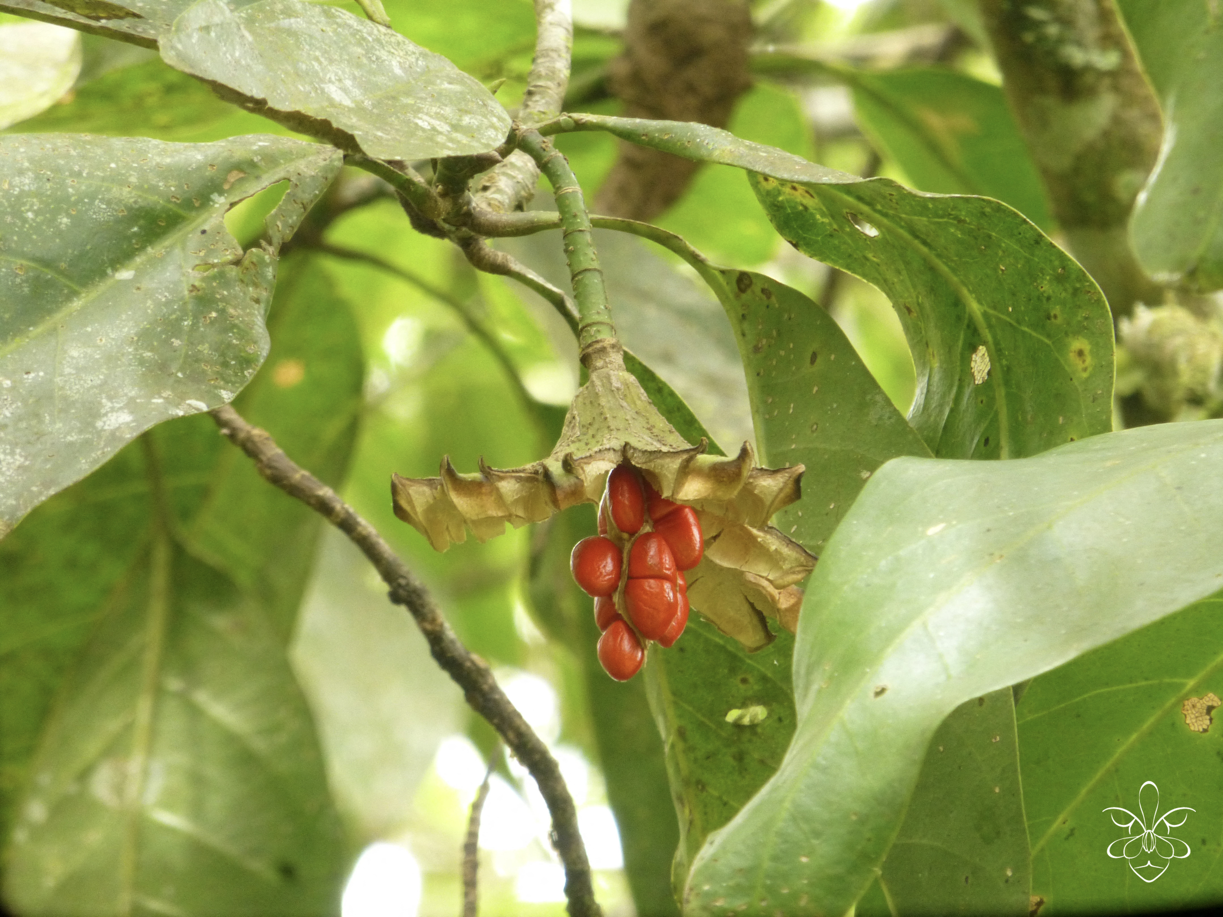 Los árboles están cambiando para resistir el calor, pero no siempre es suficiente