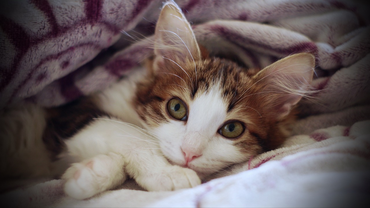 ¿Cuánto tarda un gato en querer a una persona?