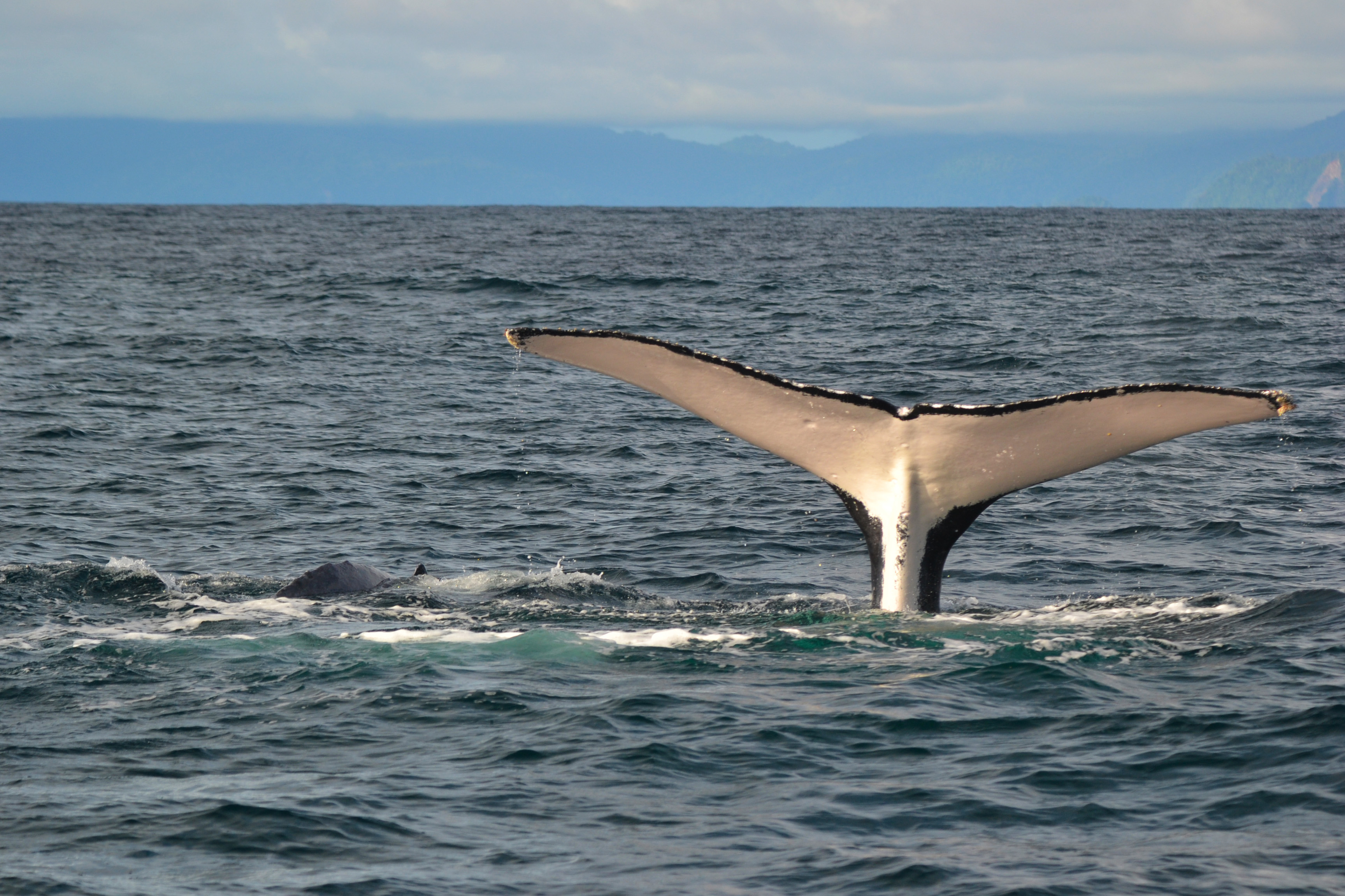 Ballena jorobada en el Pacífico colombiano.