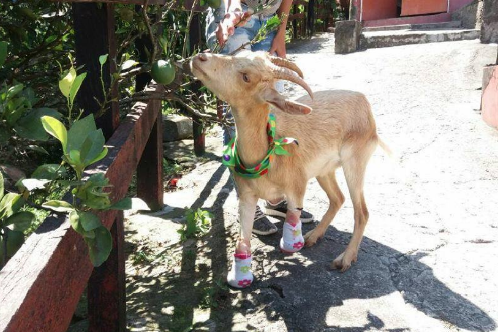 Lulú, la cabra que fue mutilada por un campesino, volvió a caminar