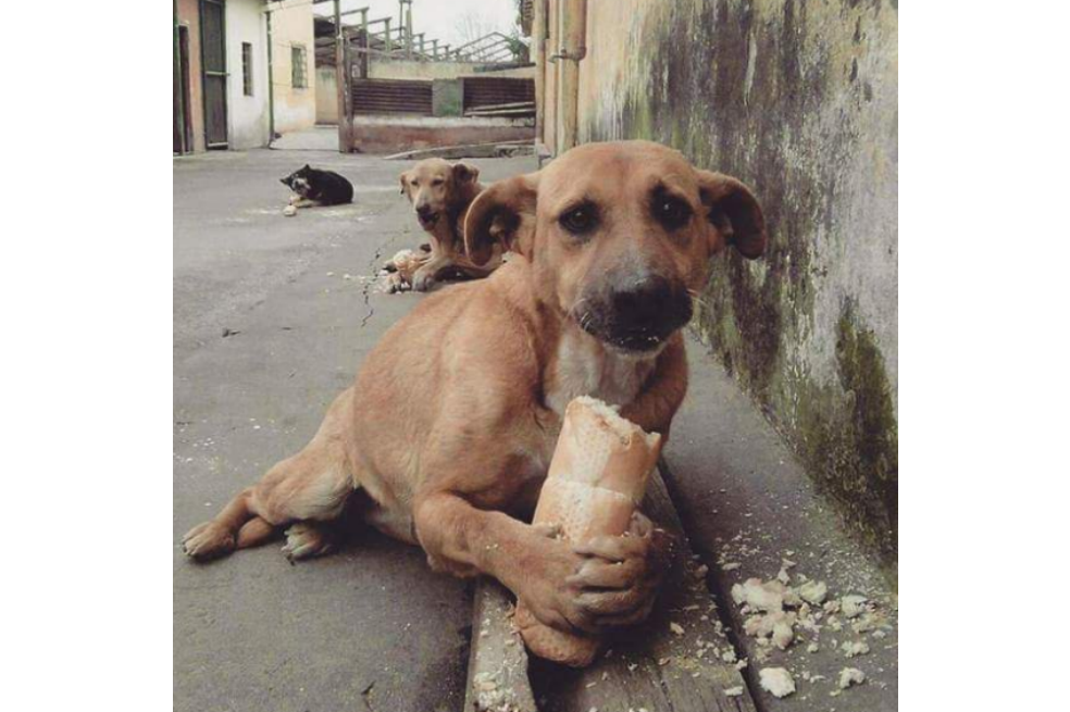 Hoy se celebra el Día Internacional del Perro Callejero