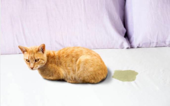 ¿Por qué mi gato se orina en todos lados?