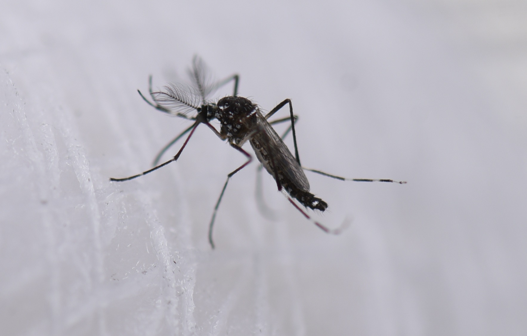 ¿Por qué los zancudos y mosquitos pican más a unas personas que a otras?