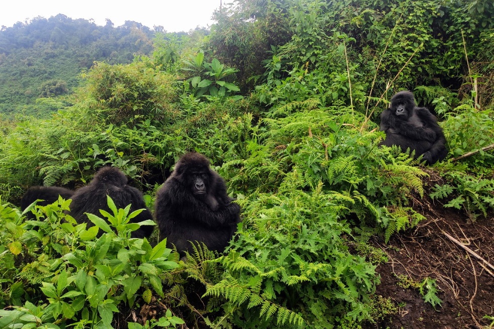 El Parque Nacional de los Volcanes es conocido principalmente por haber sido el lugar donde la científica Dian Fossey estudio a los gorilas.